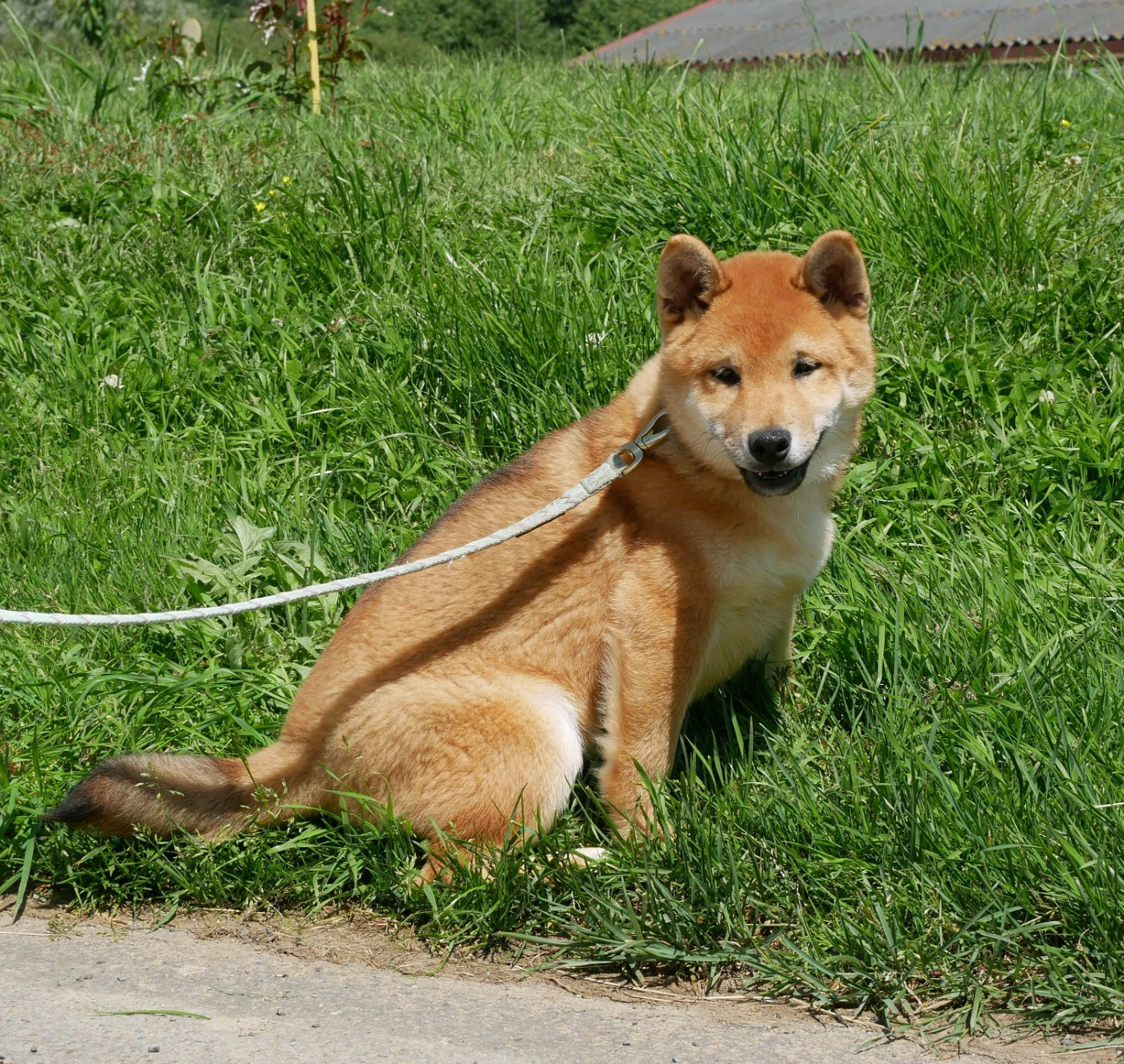 De La Source Des Rochettes - Chiots disponibles - Shiba