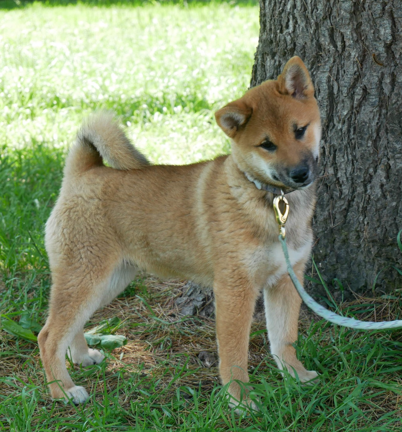 De La Source Des Rochettes - Chiots disponibles - Shiba