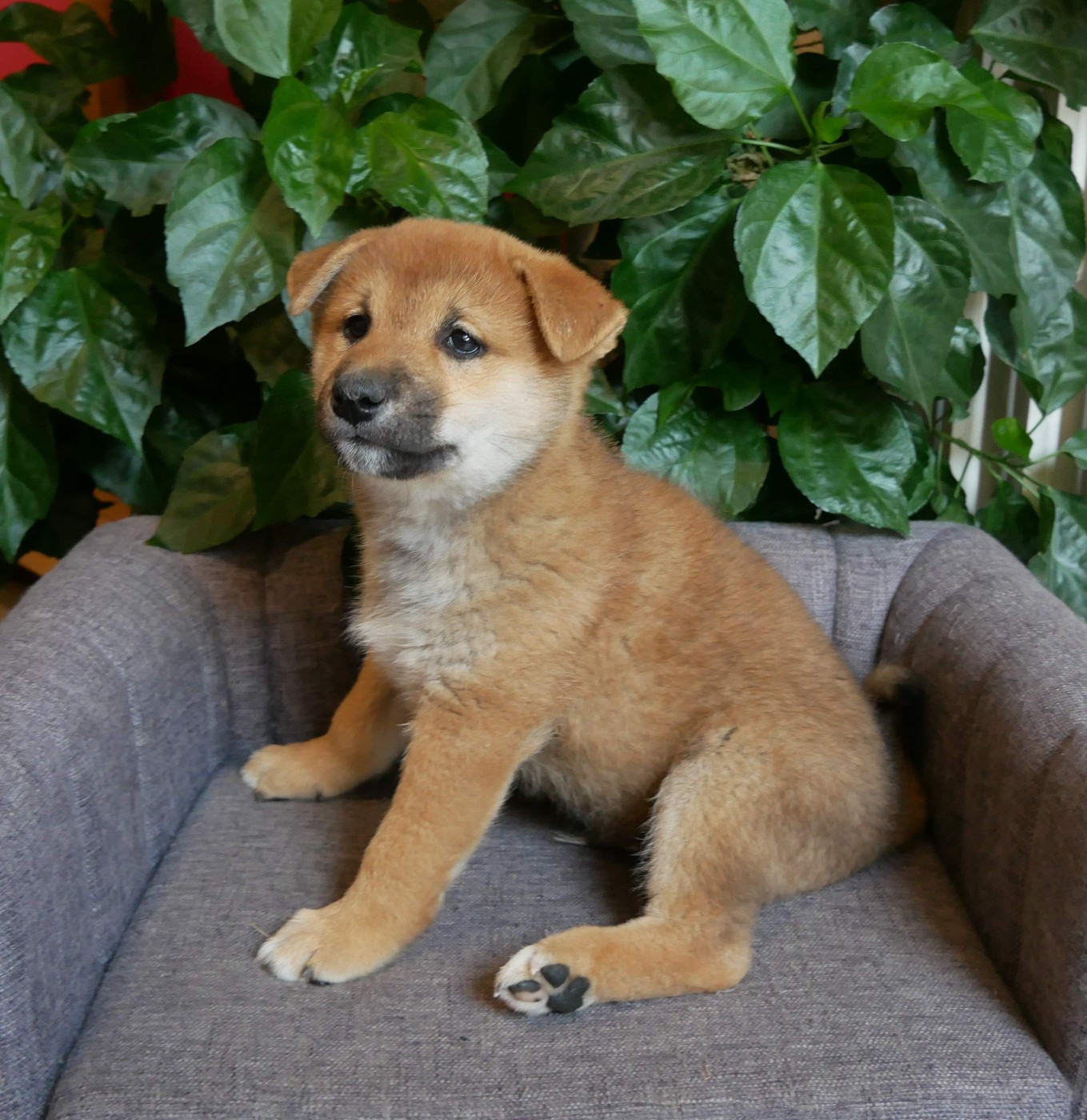 De La Source Des Rochettes - Chiots disponibles - Shiba