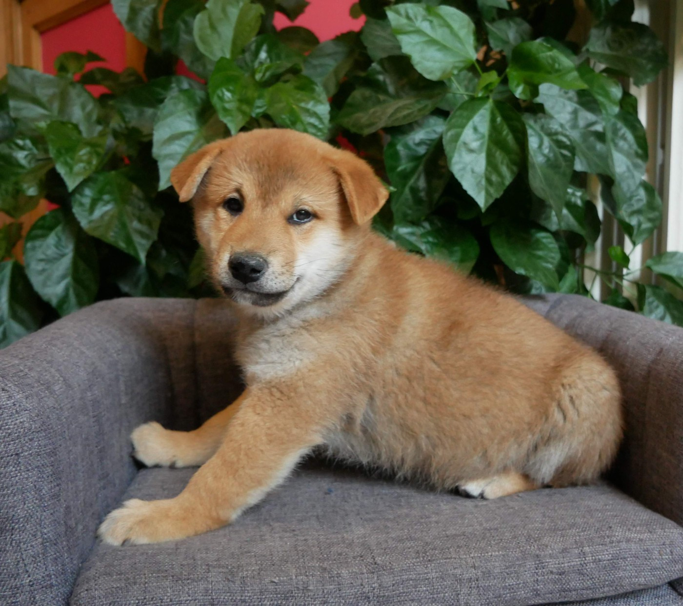 De La Source Des Rochettes - Chiots disponibles - Shiba