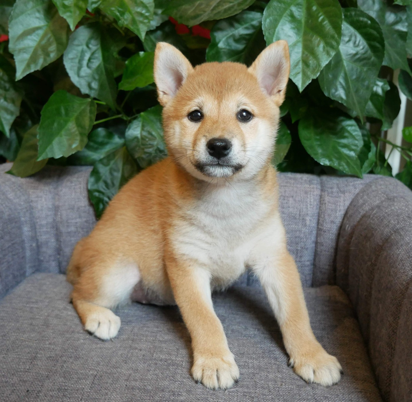De La Source Des Rochettes - Chiots disponibles - Shiba