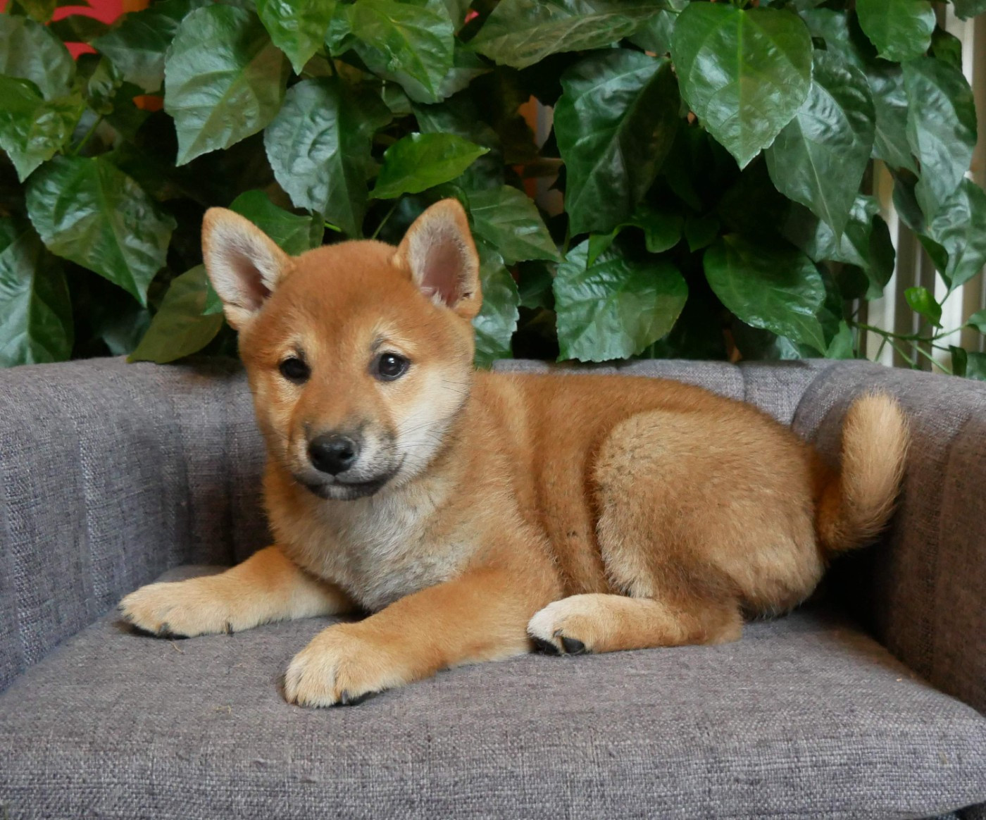 De La Source Des Rochettes - Chiots disponibles - Shiba