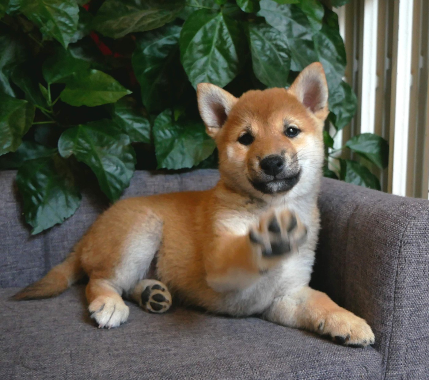 De La Source Des Rochettes - Chiots disponibles - Shiba