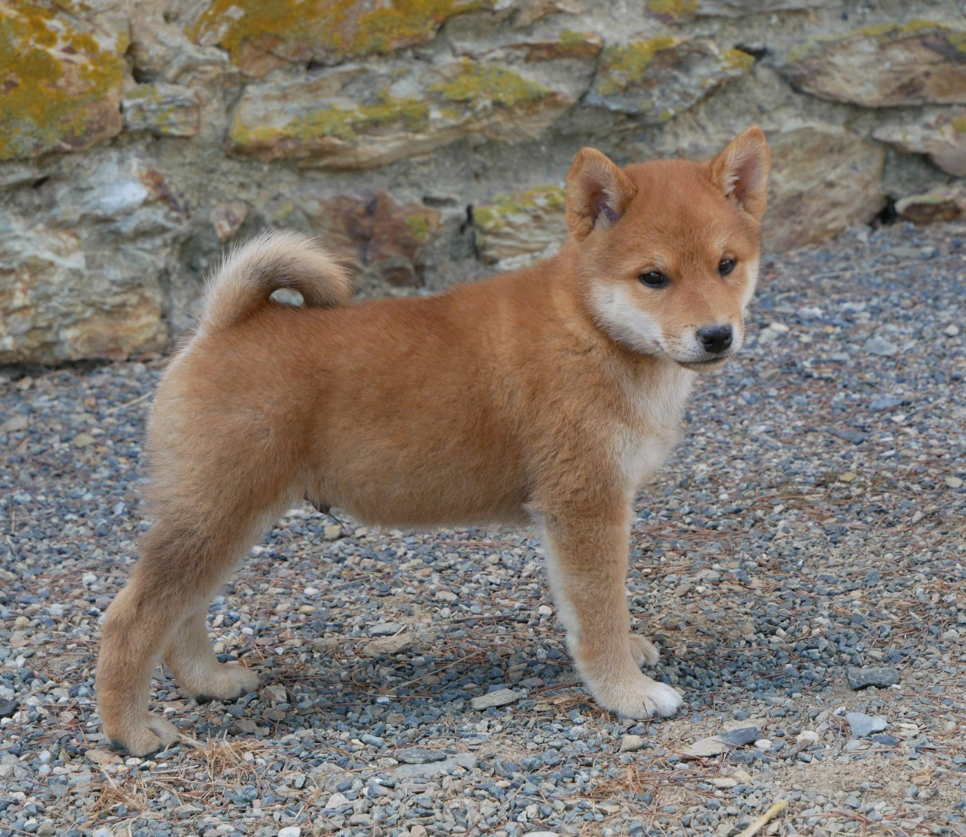 De La Source Des Rochettes - Chiots disponibles - Shiba