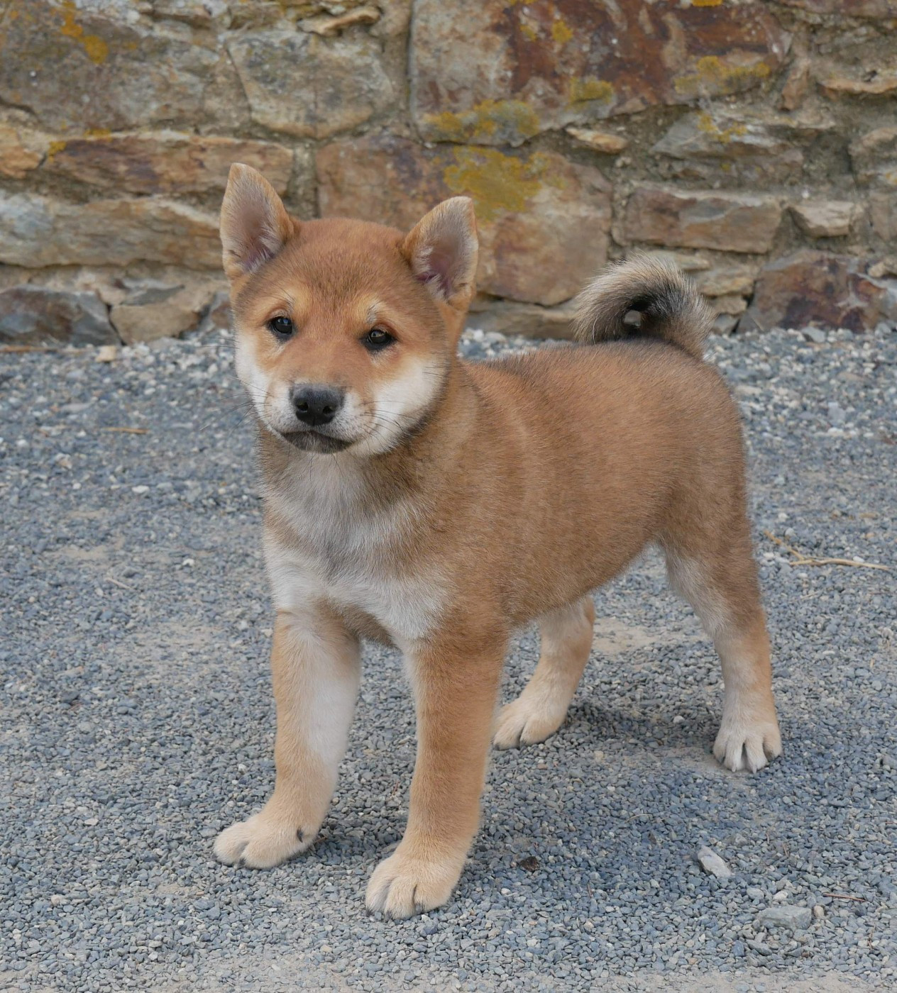 De La Source Des Rochettes - Chiots disponibles - Shiba