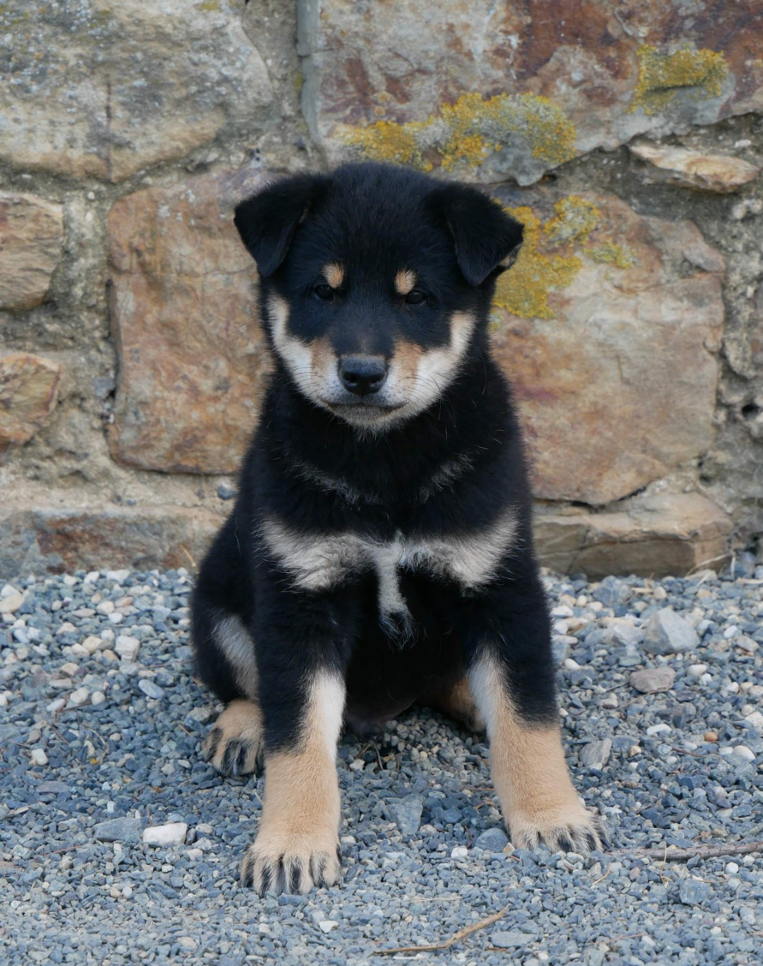 De La Source Des Rochettes - Chiots disponibles - Shiba