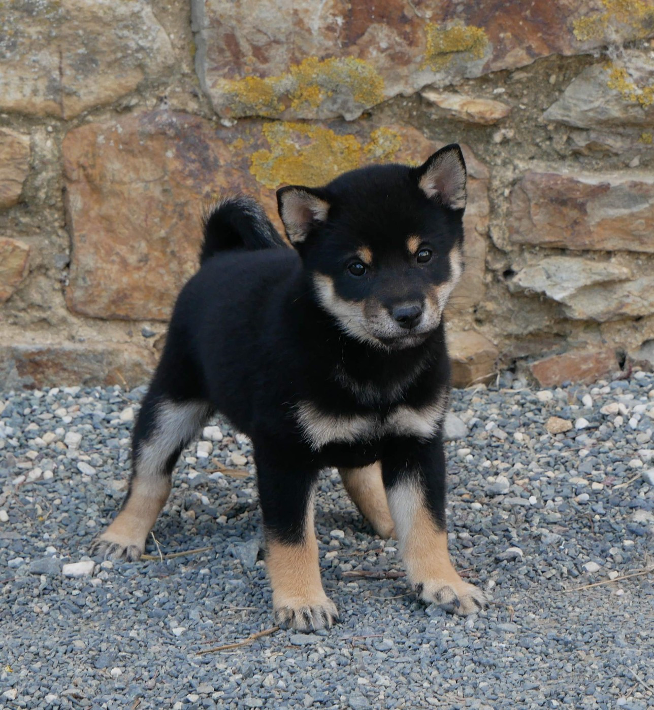 De La Source Des Rochettes - Chiots disponibles - Shiba