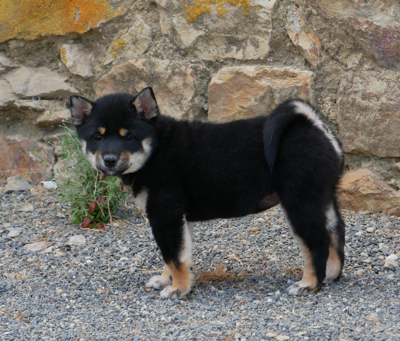 De La Source Des Rochettes - Chiots disponibles - Shiba