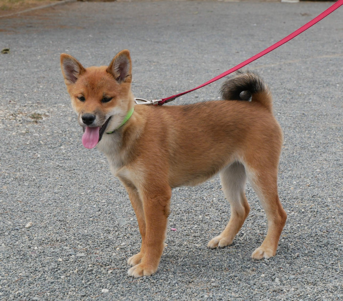 De La Source Des Rochettes - Chiots disponibles - Shiba
