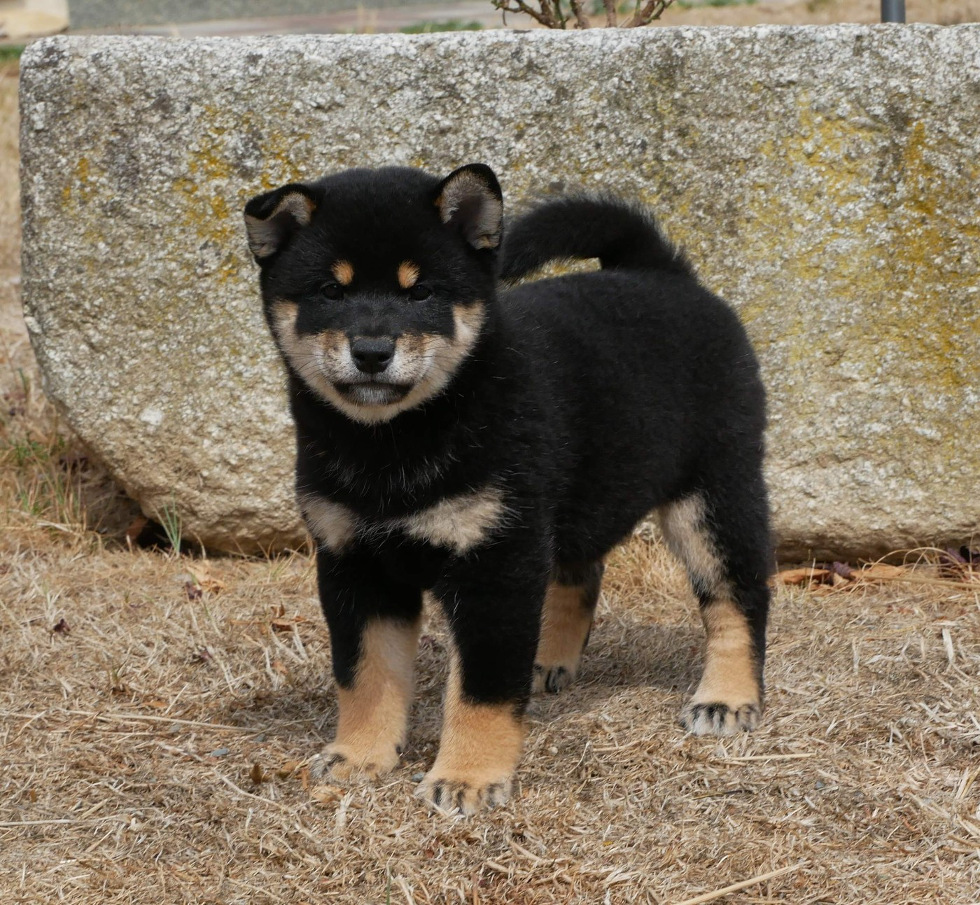 De La Source Des Rochettes - Chiots disponibles - Shiba