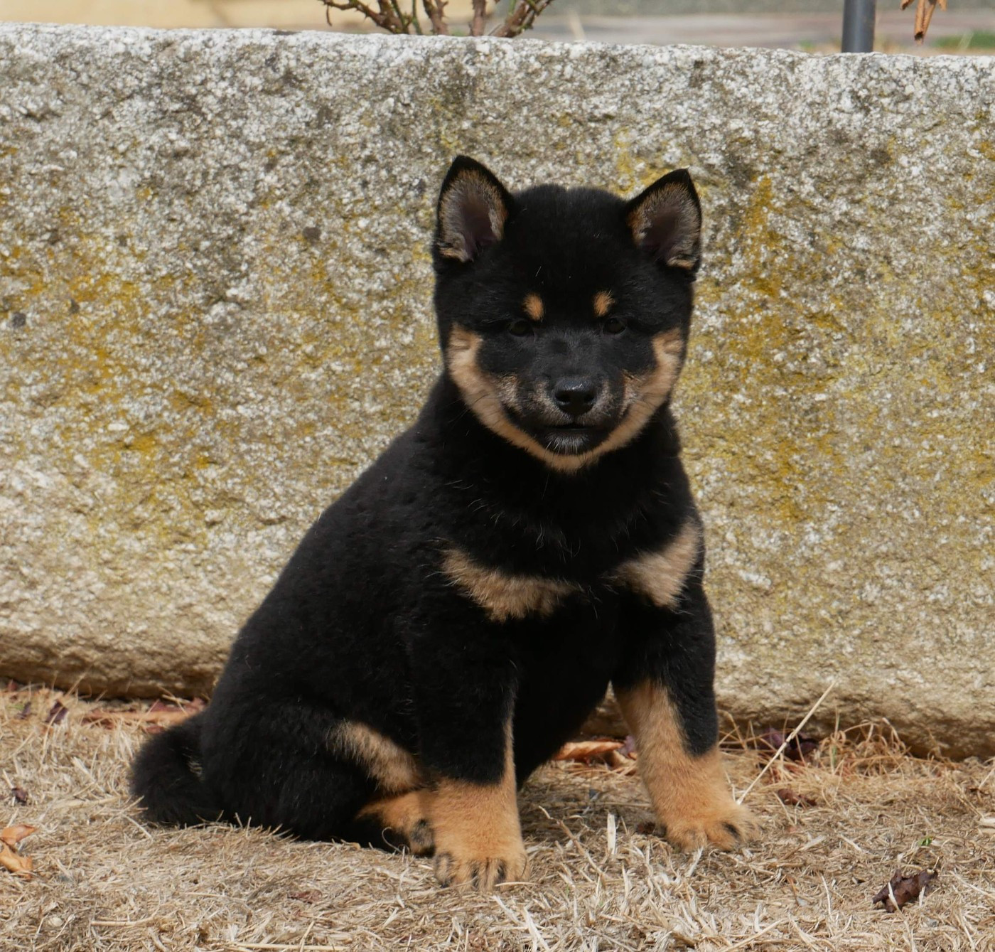 De La Source Des Rochettes - Chiots disponibles - Shiba