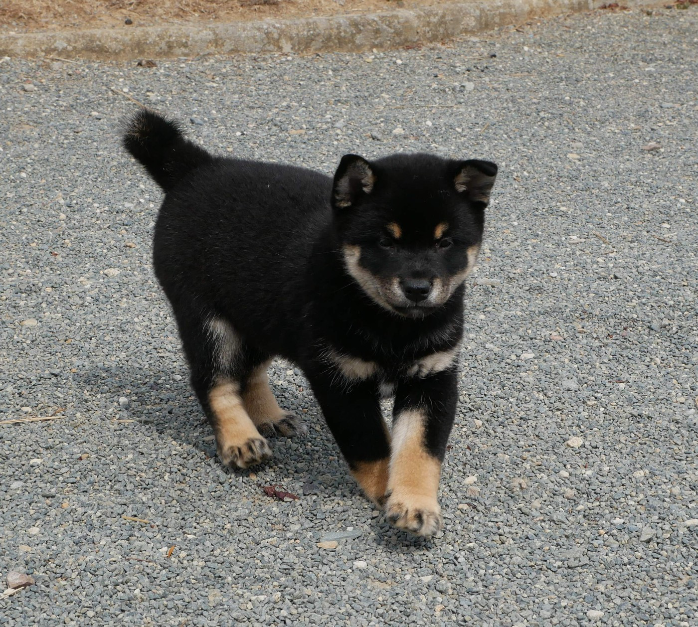 De La Source Des Rochettes - Chiots disponibles - Shiba