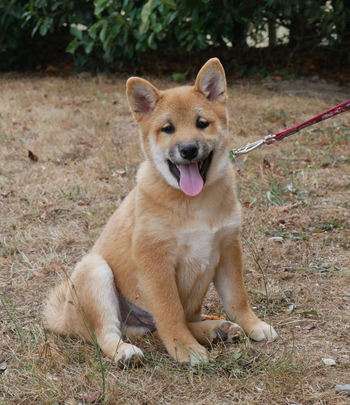 De La Source Des Rochettes - Chiots disponibles - Shiba