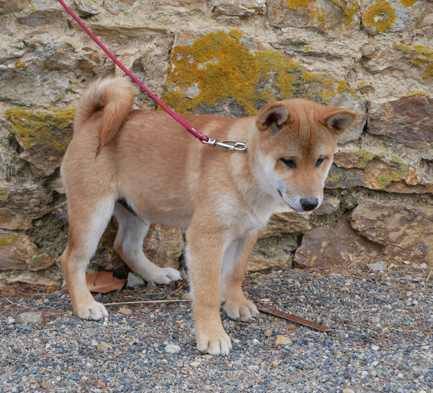 De La Source Des Rochettes - Chiots disponibles - Shiba