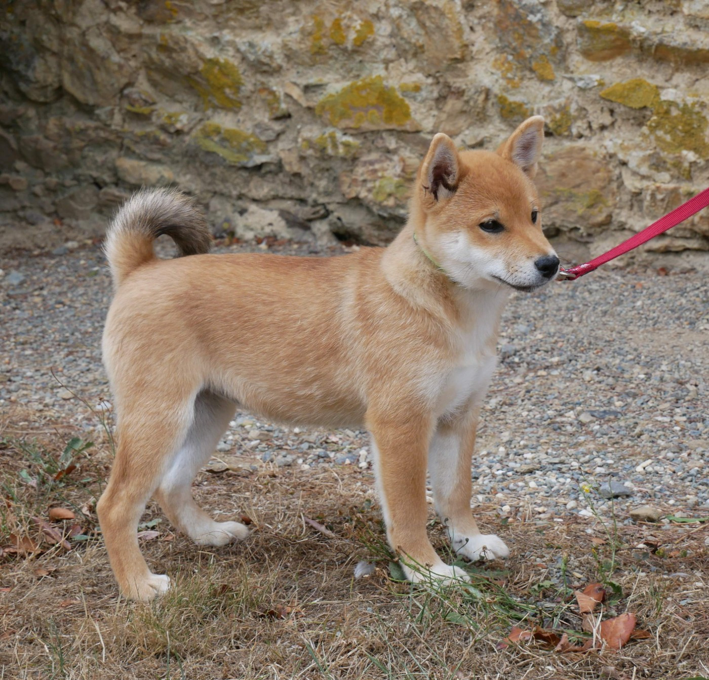 De La Source Des Rochettes - Chiots disponibles - Shiba