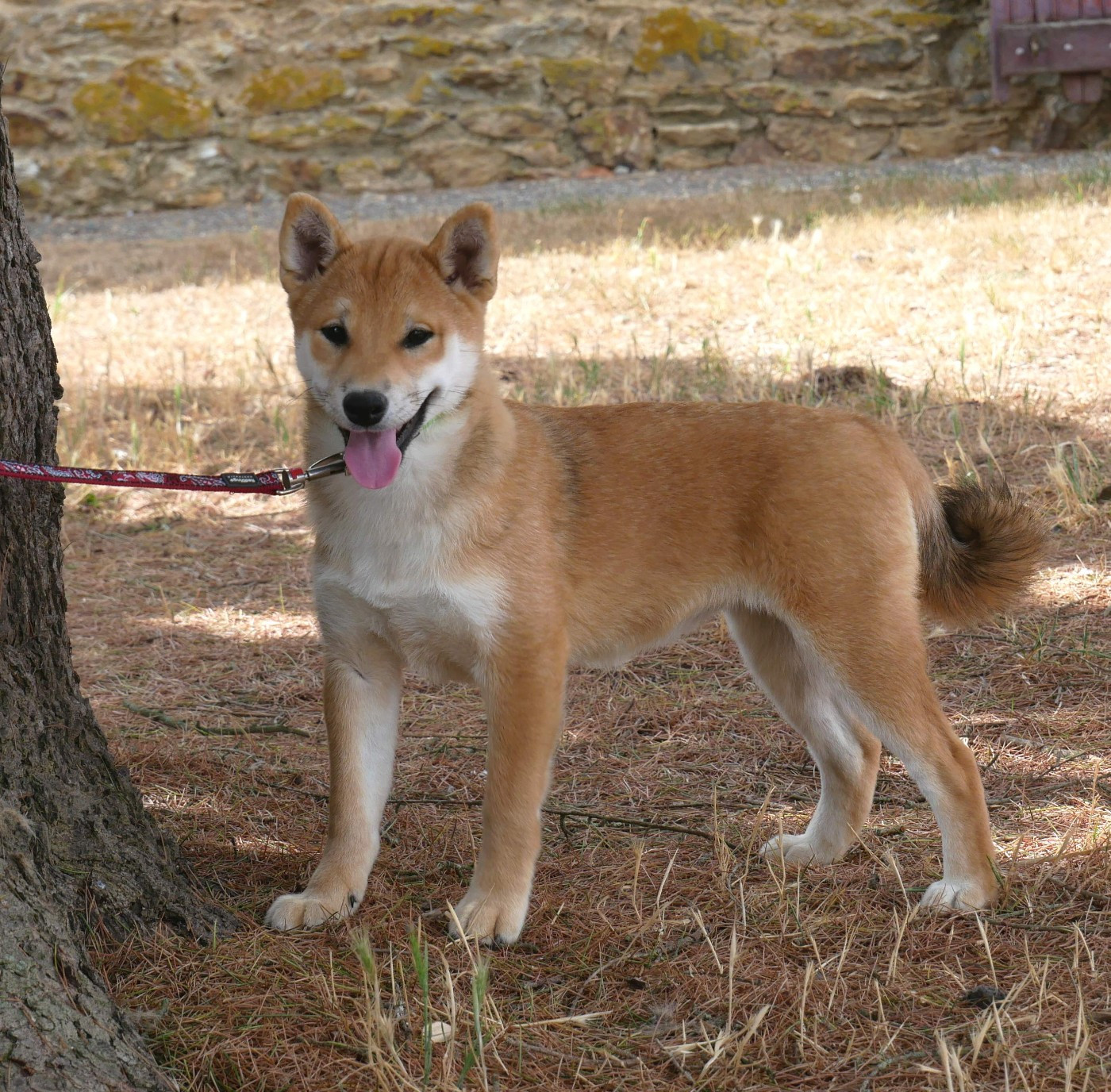 De La Source Des Rochettes - Chiots disponibles - Shiba