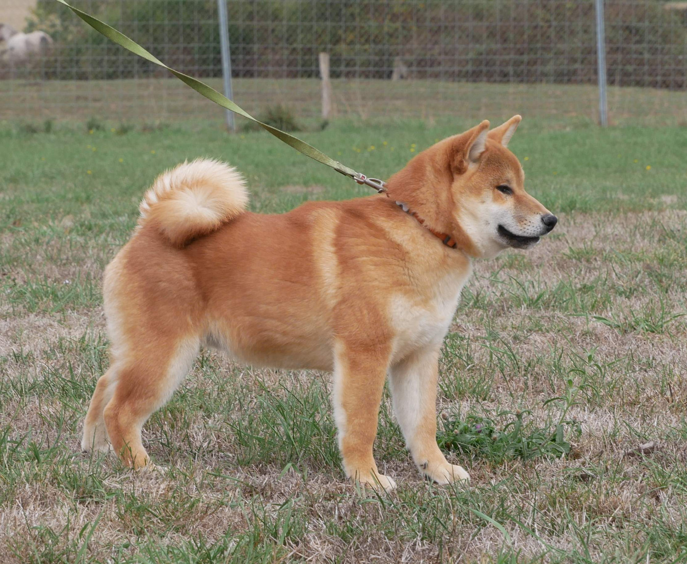 De La Source Des Rochettes - Chiots disponibles - Shiba