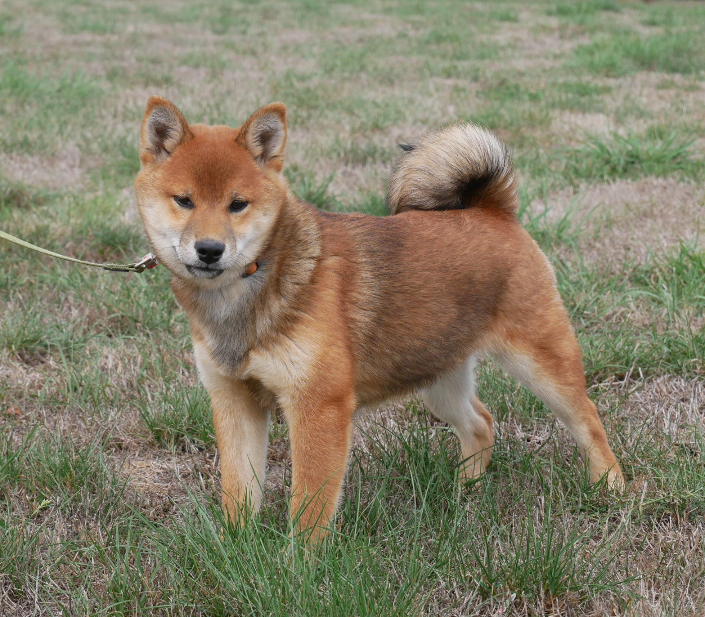 De La Source Des Rochettes - Chiots disponibles - Shiba