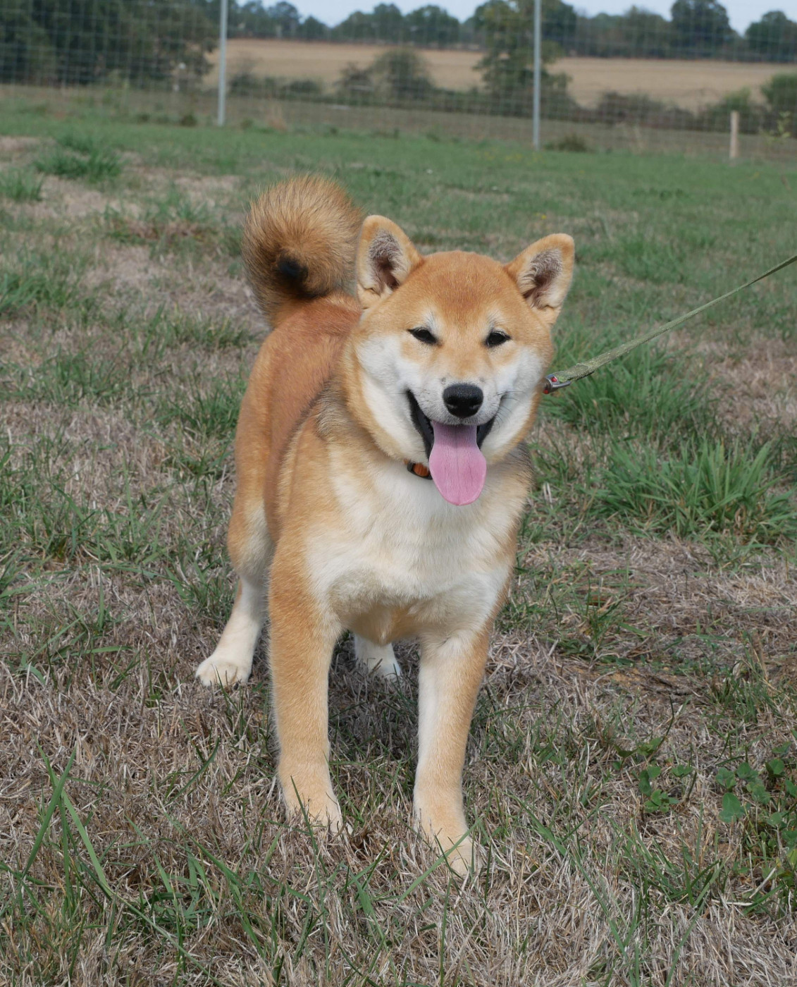 De La Source Des Rochettes - Chiots disponibles - Shiba