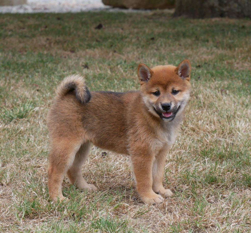 De La Source Des Rochettes - Chiots disponibles - Shiba