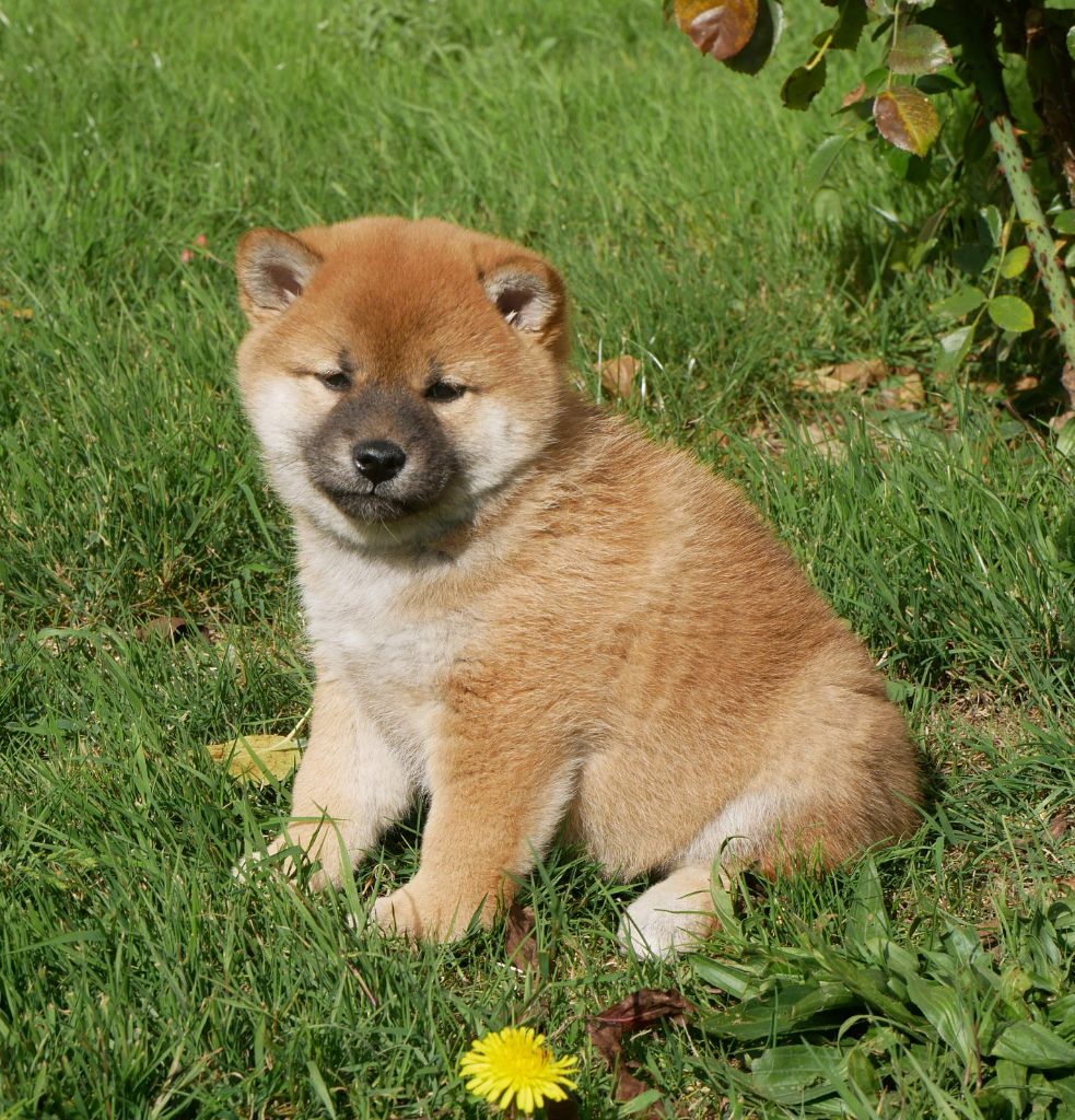 De La Source Des Rochettes - Chiots disponibles - Shiba