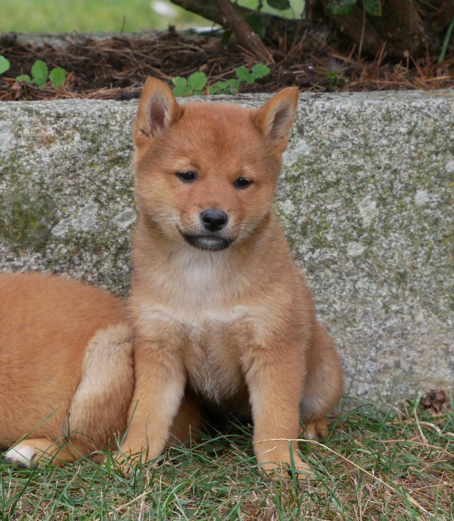 De La Source Des Rochettes - Chiots disponibles - Shiba