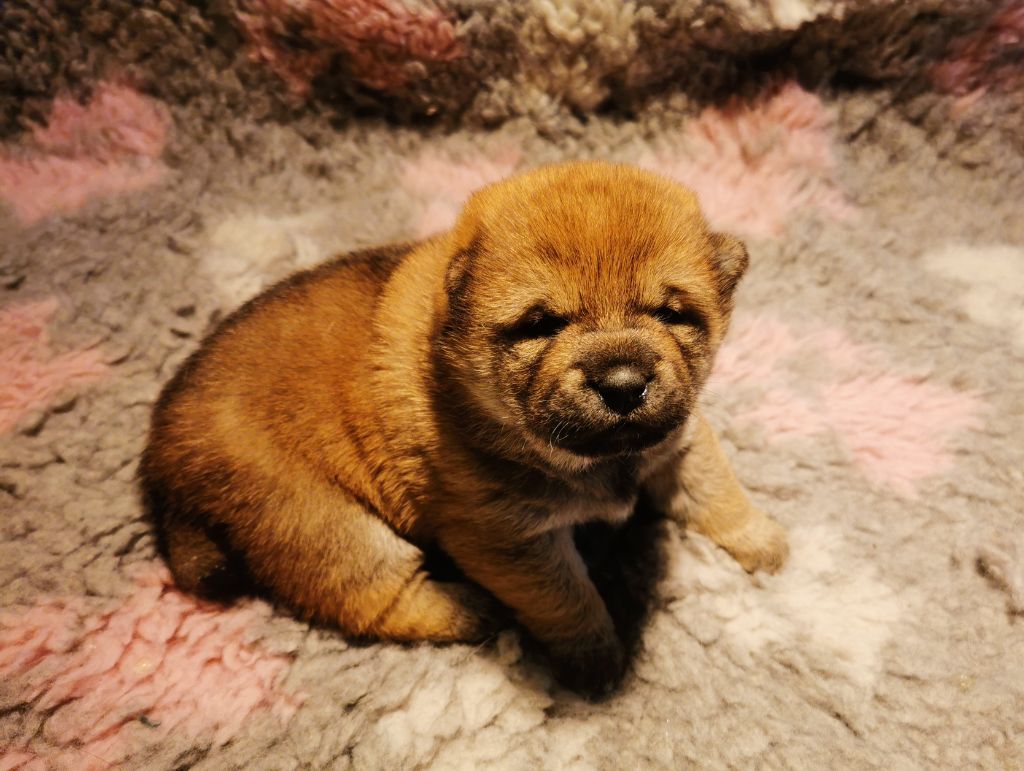 De La Source Des Rochettes - Chiots disponibles - Shiba