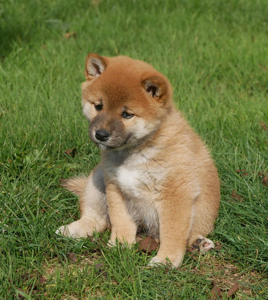 De La Source Des Rochettes - Chiots disponibles - Shiba
