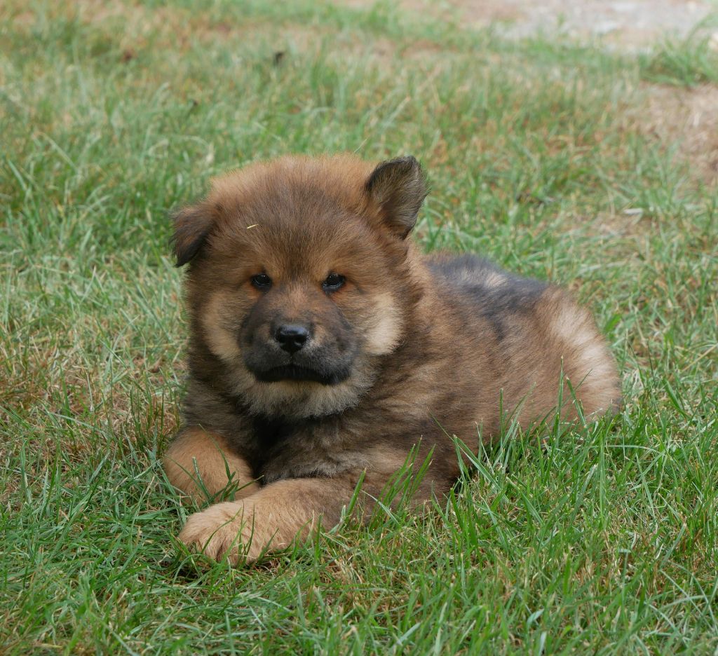 De La Source Des Rochettes - Chiots disponibles - Eurasier