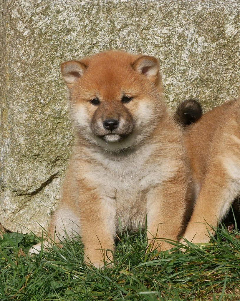 De La Source Des Rochettes - Chiots disponibles - Shiba