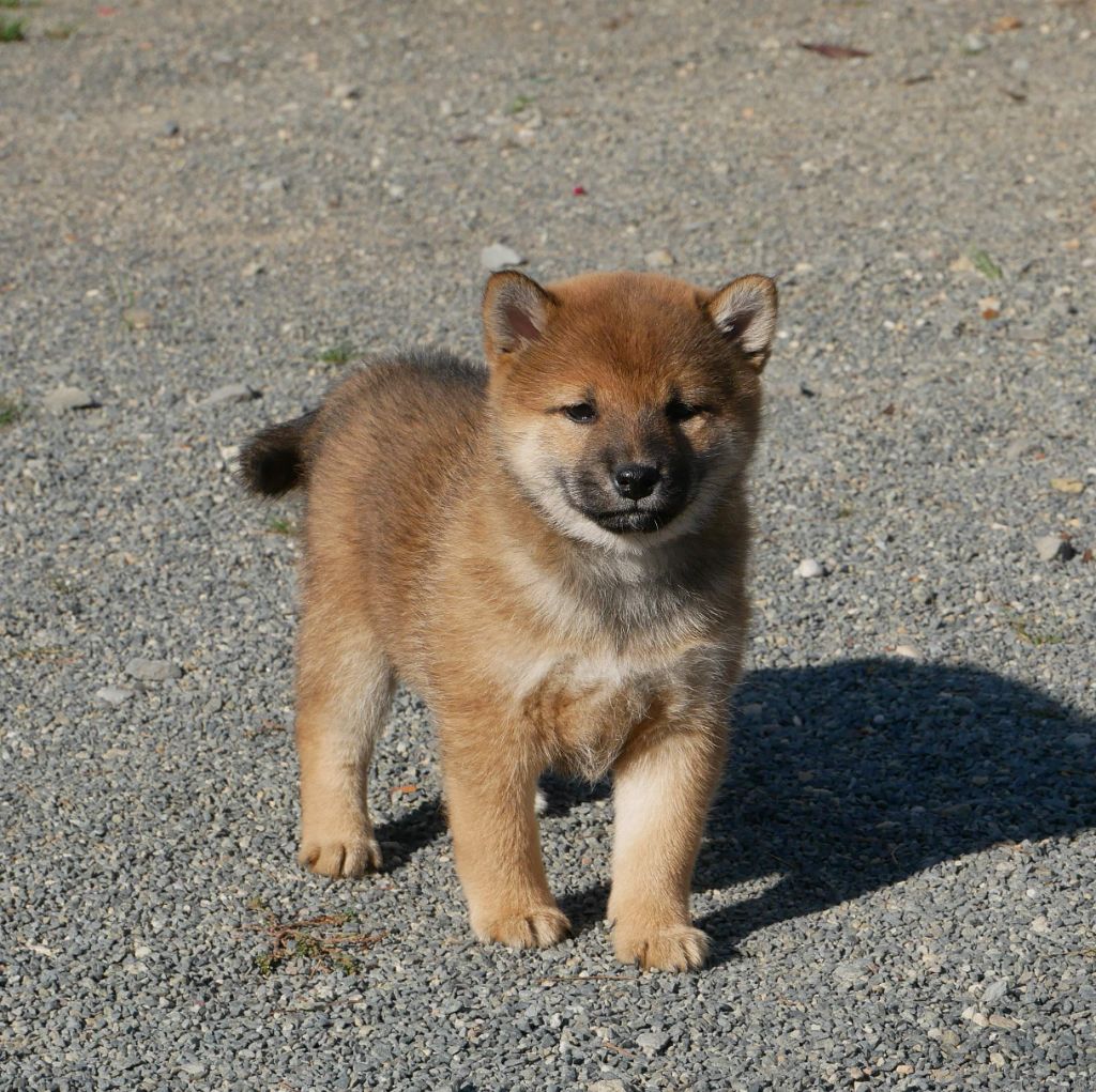 De La Source Des Rochettes - Chiots disponibles - Shiba
