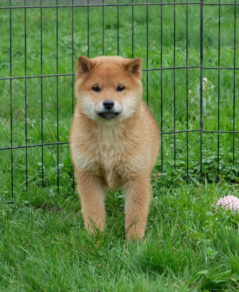 De La Source Des Rochettes - Chiots disponibles - Shiba