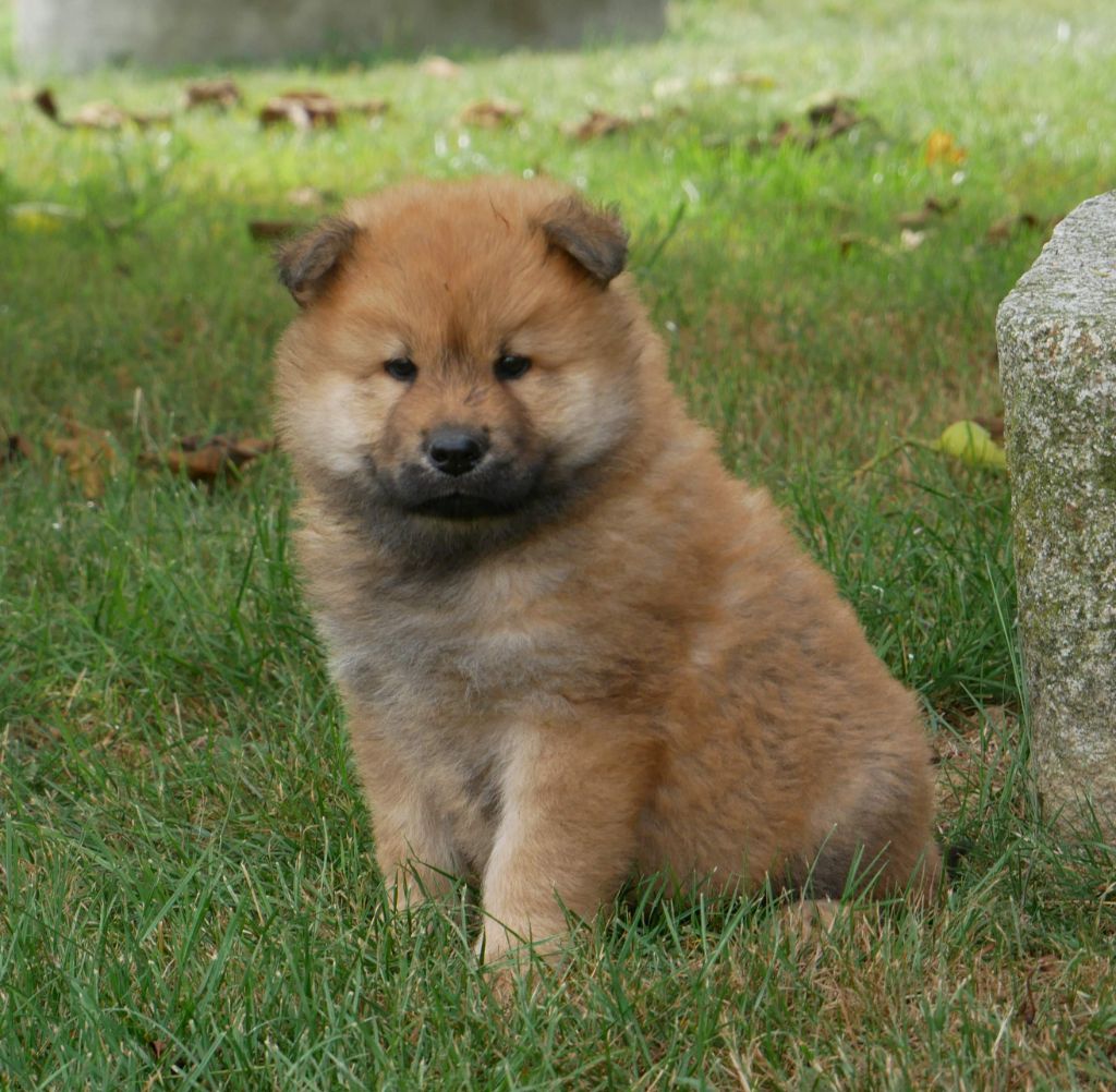 De La Source Des Rochettes - Chiots disponibles - Eurasier