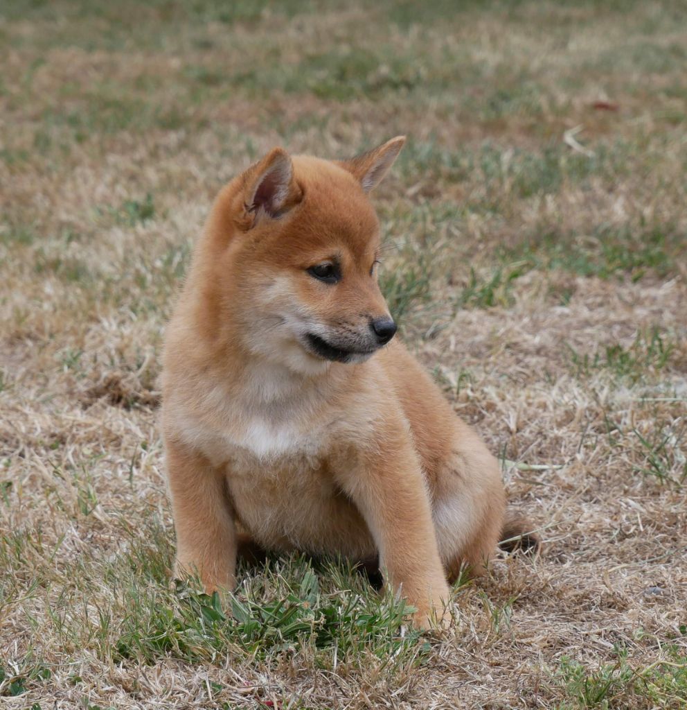 De La Source Des Rochettes - Chiots disponibles - Shiba