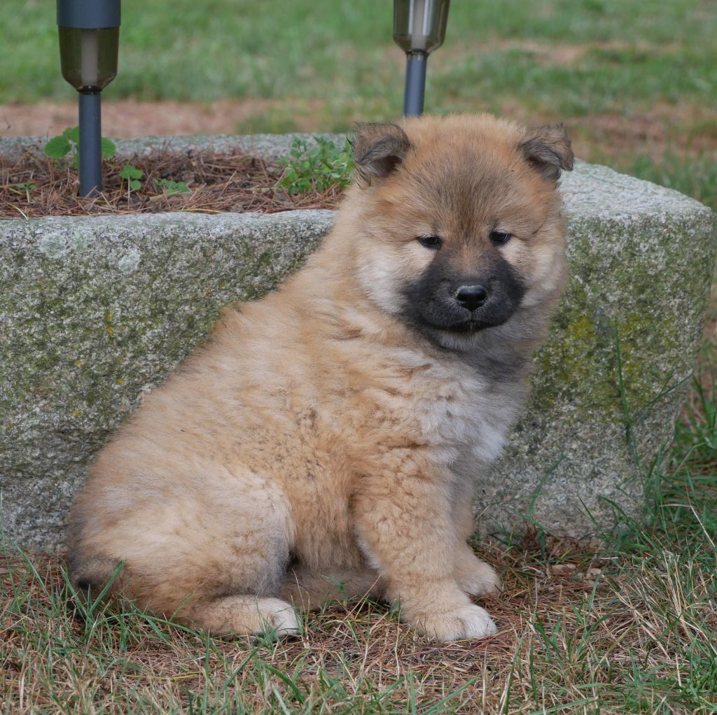 De La Source Des Rochettes - Chiots disponibles - Eurasier