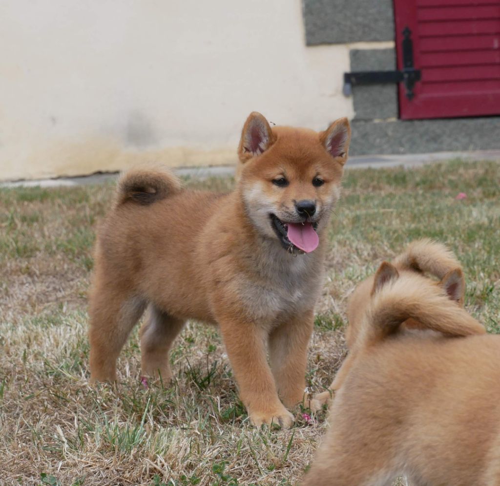 De La Source Des Rochettes - Chiots disponibles - Shiba