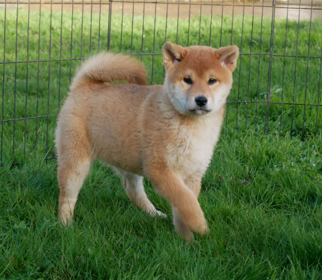 De La Source Des Rochettes - Chiots disponibles - Shiba