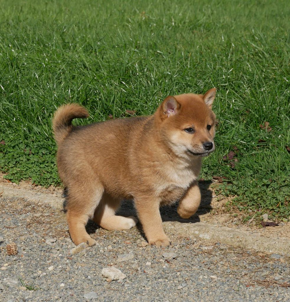 De La Source Des Rochettes - Chiots disponibles - Shiba