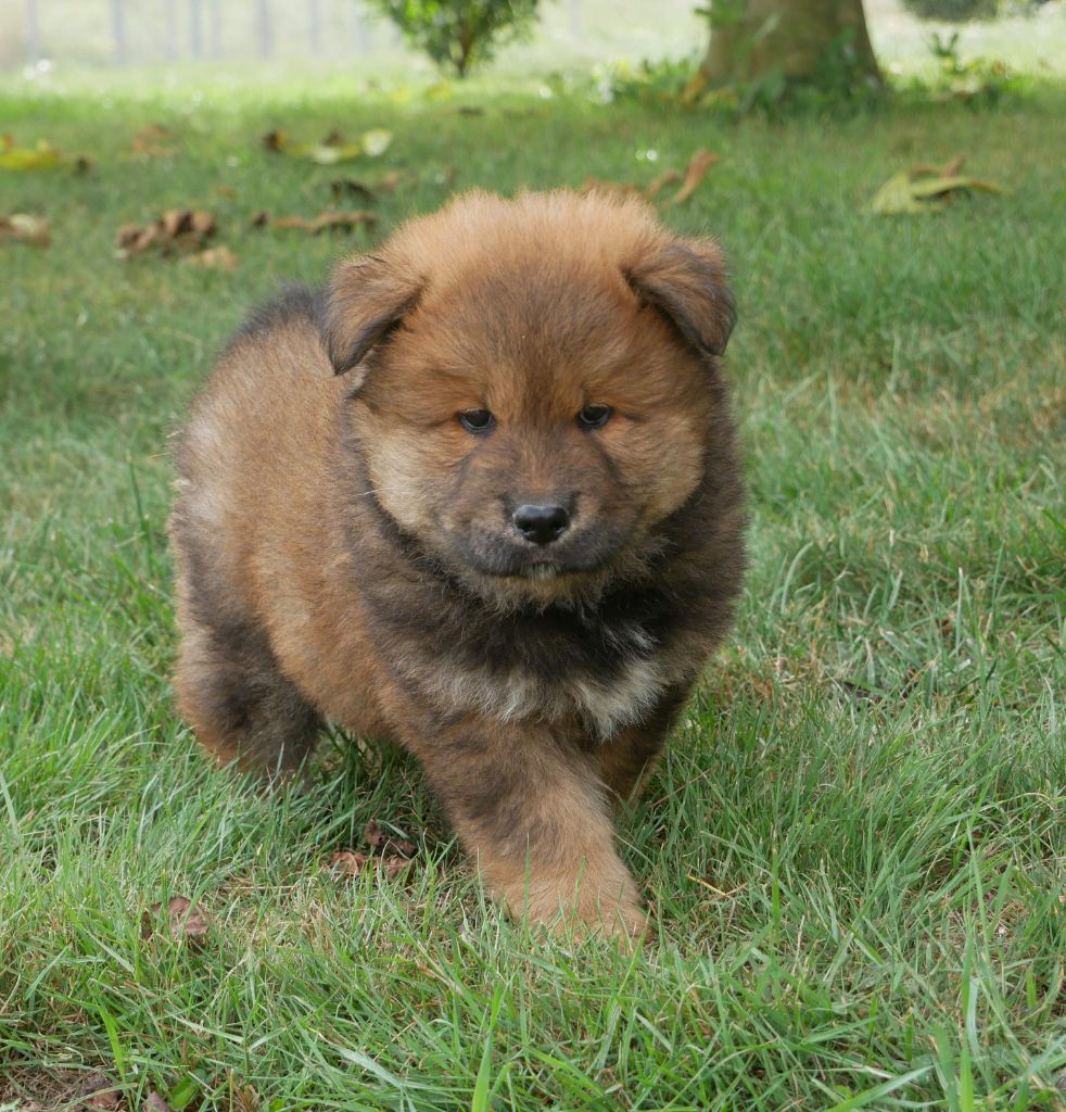 De La Source Des Rochettes - Chiots disponibles - Eurasier