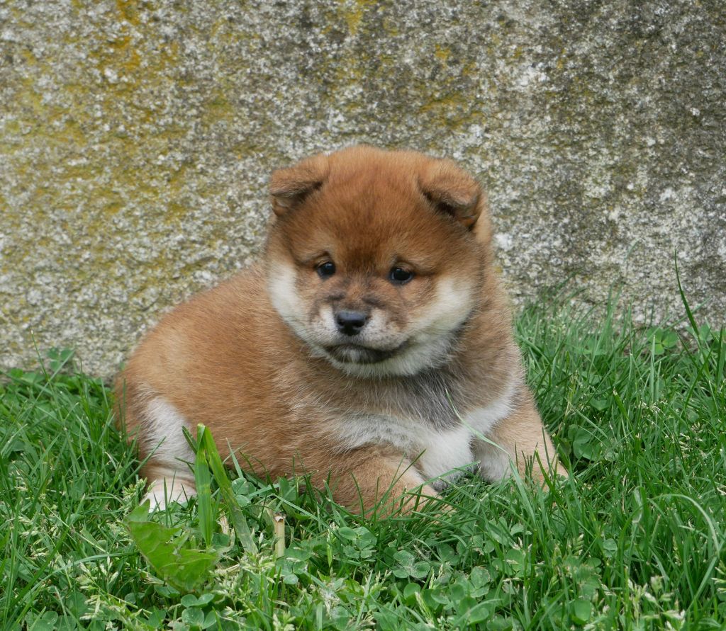 De La Source Des Rochettes - Chiots disponibles - Shiba