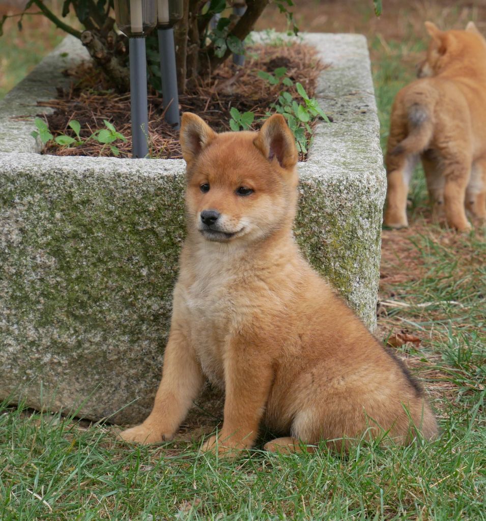 De La Source Des Rochettes - Chiots disponibles - Shiba