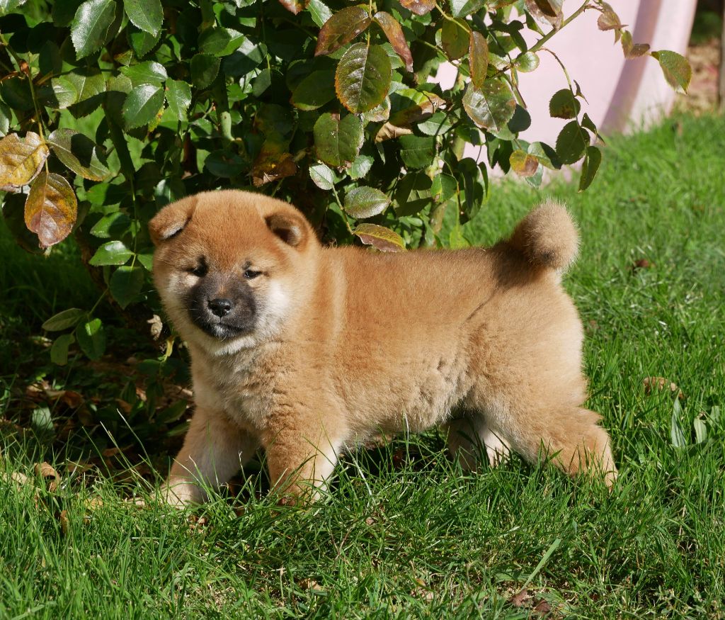 De La Source Des Rochettes - Chiots disponibles - Shiba