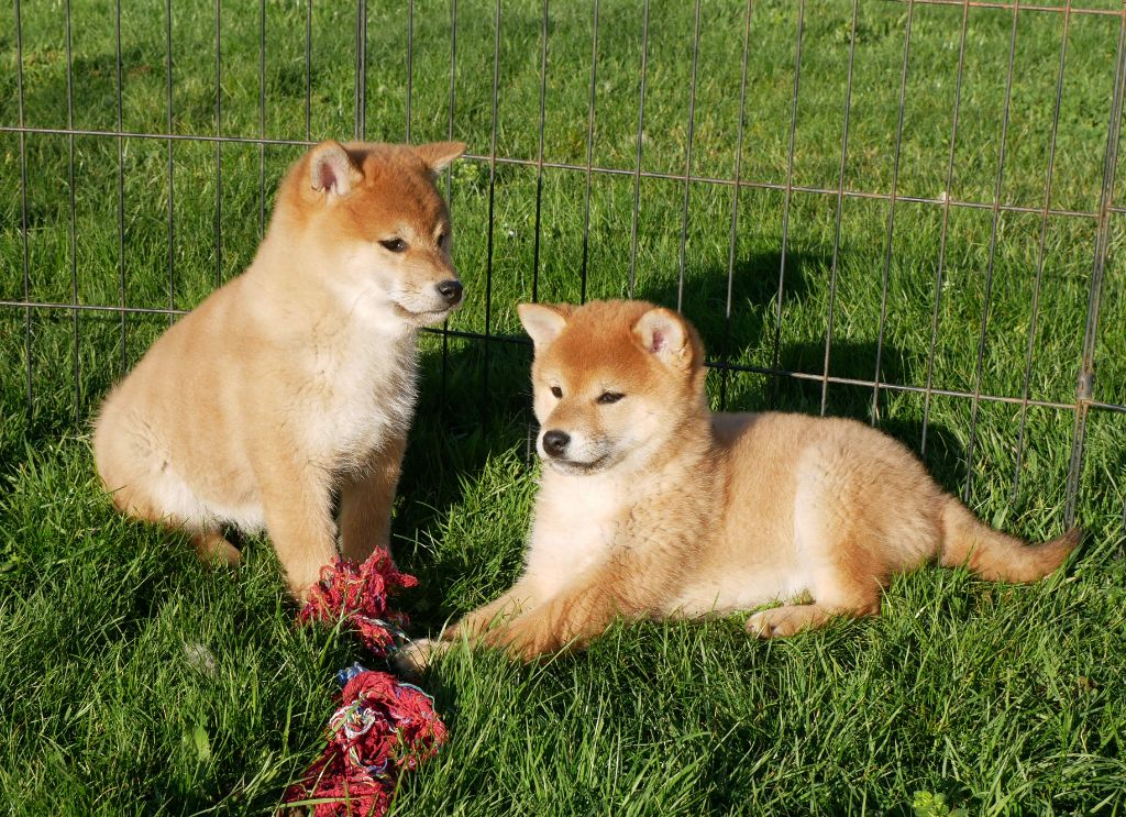 Chiot Shiba De La Source Des Rochettes