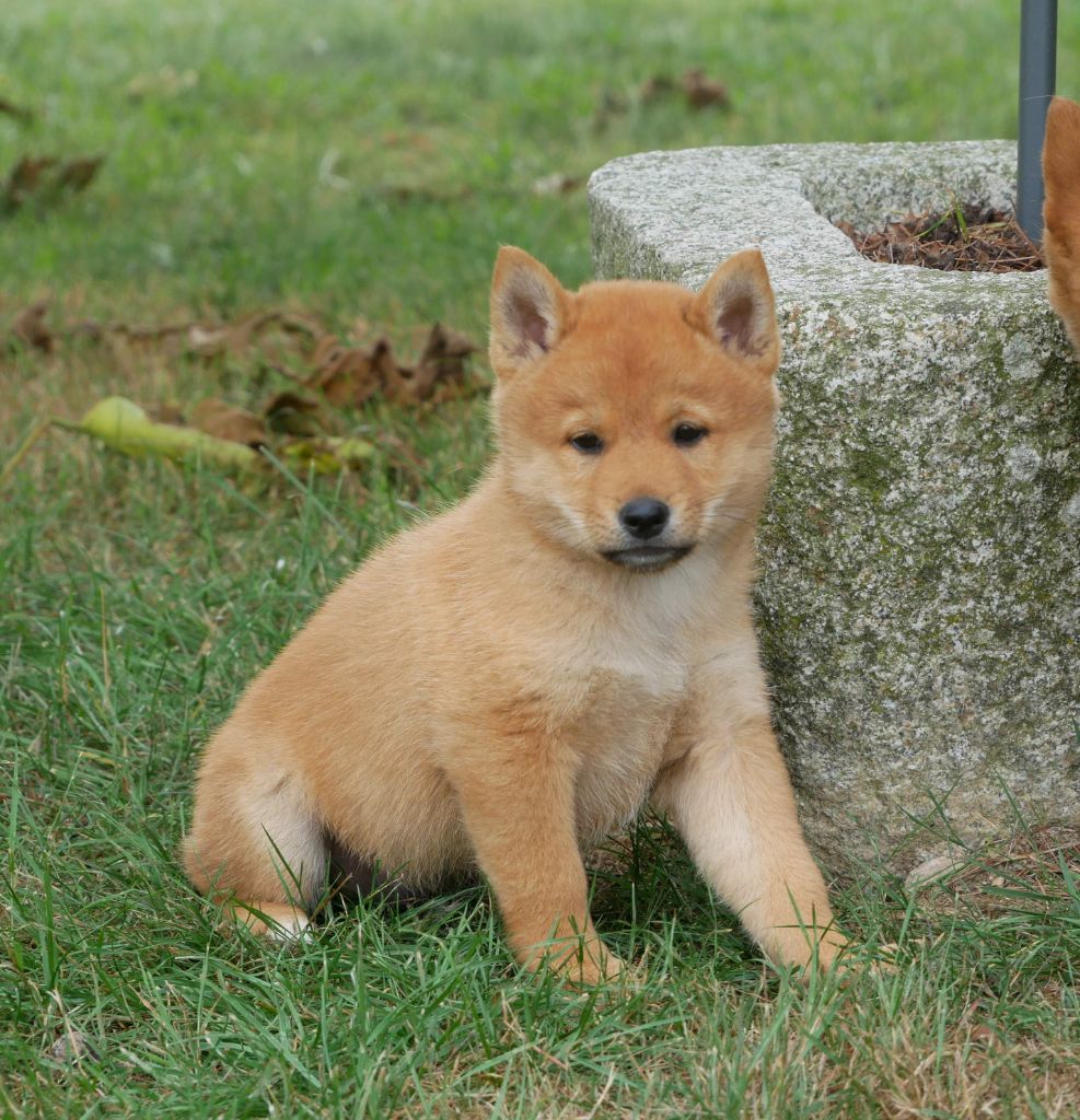 De La Source Des Rochettes - Chiots disponibles - Shiba