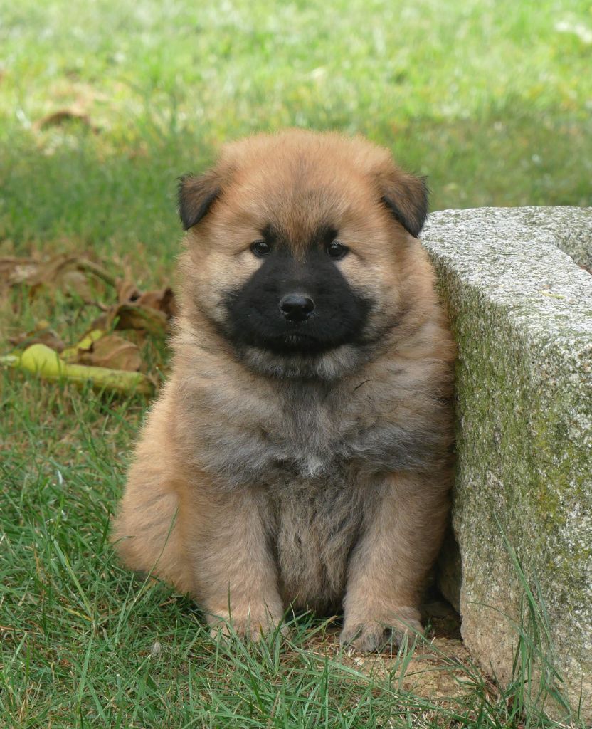 De La Source Des Rochettes - Chiots disponibles - Eurasier