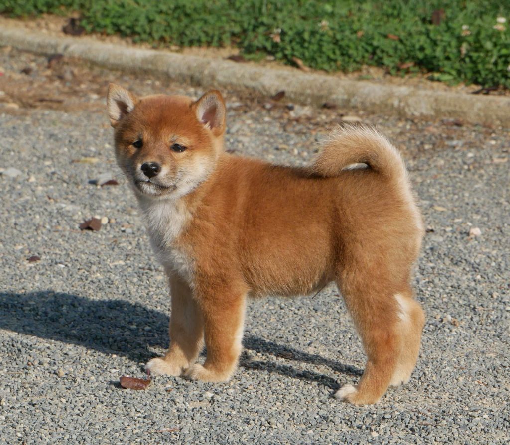 De La Source Des Rochettes - Chiots disponibles - Shiba