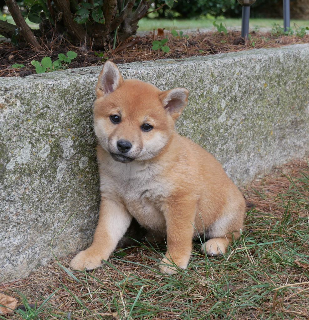 De La Source Des Rochettes - Chiots disponibles - Shiba
