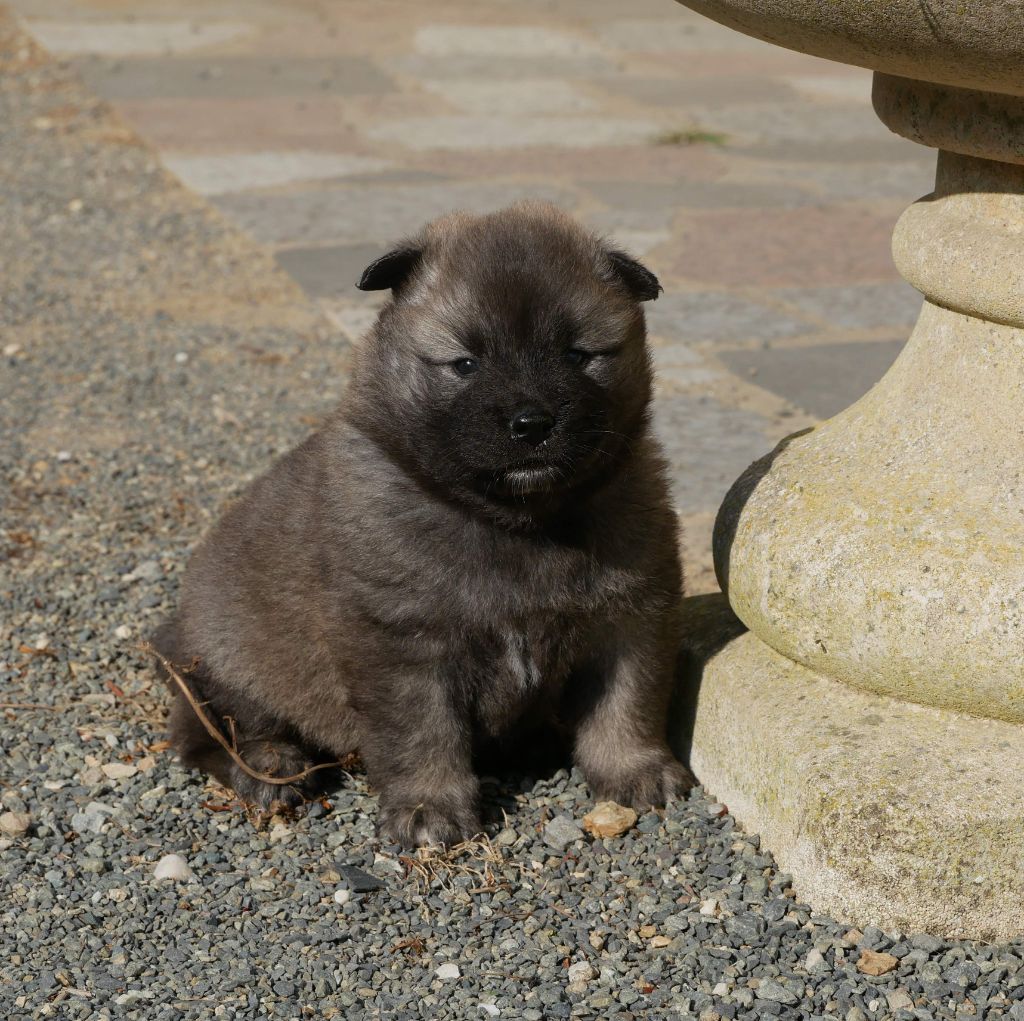 De La Source Des Rochettes - Chiots disponibles - Eurasier