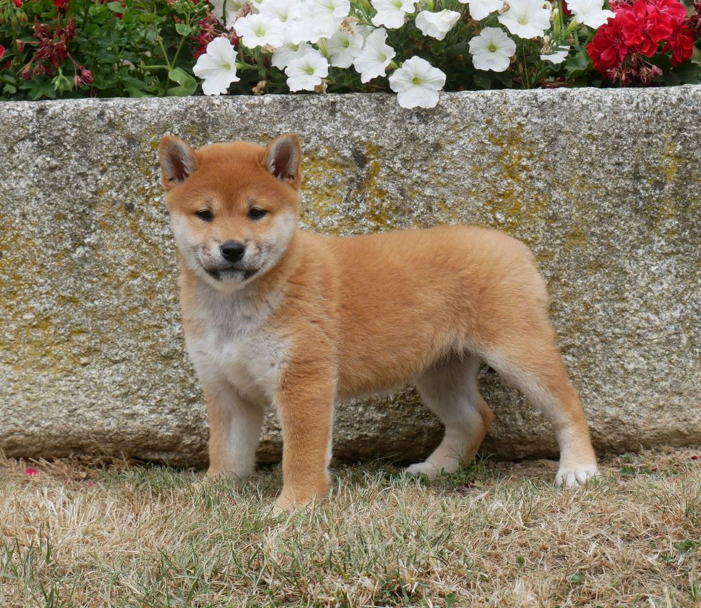 De La Source Des Rochettes - Chiots disponibles - Shiba