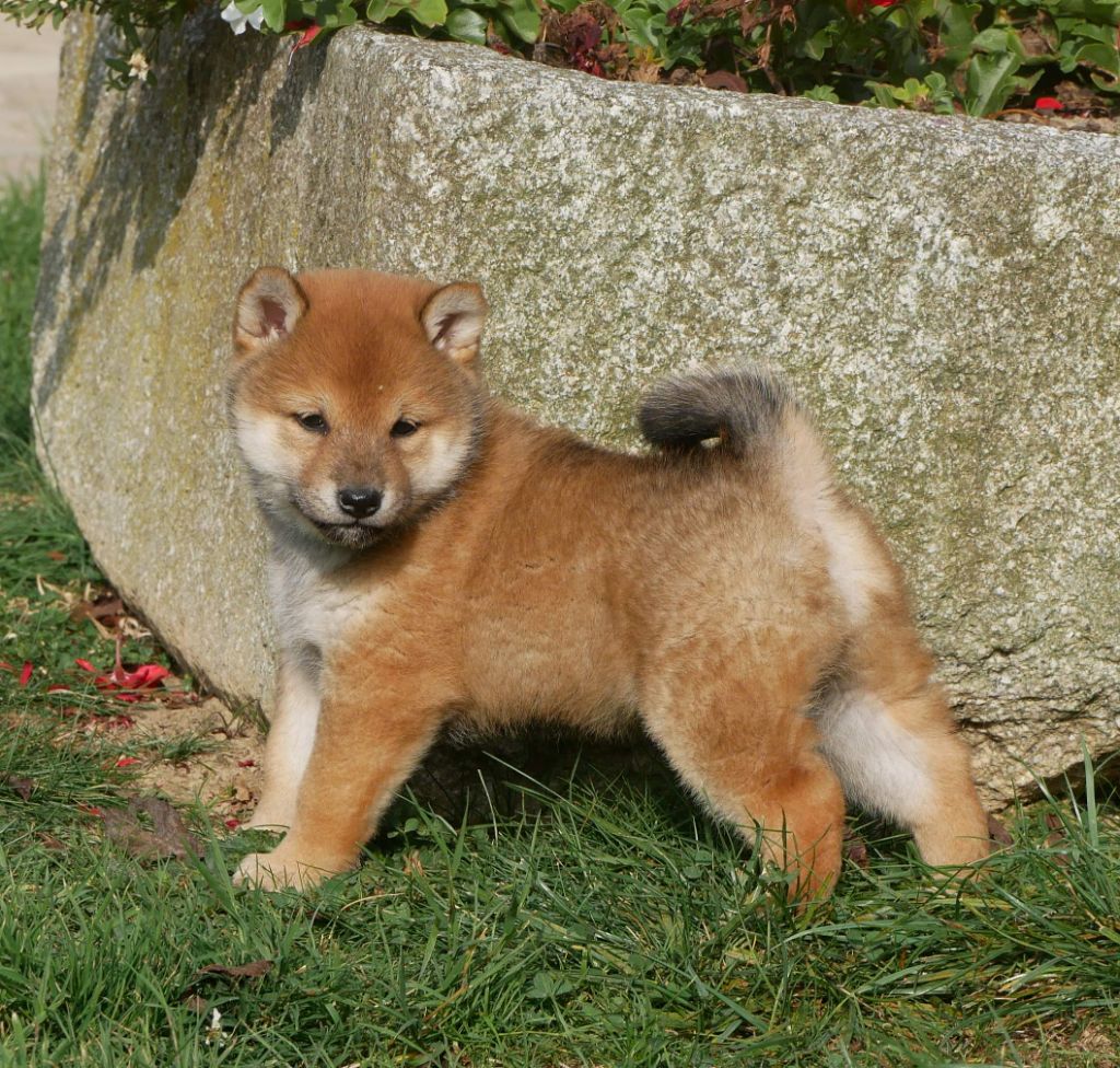 De La Source Des Rochettes - Chiots disponibles - Shiba